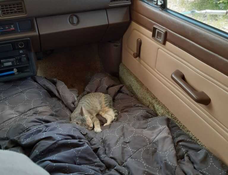 how much is the rogrand525 game on pc