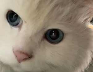 how to test for homorzopia disease