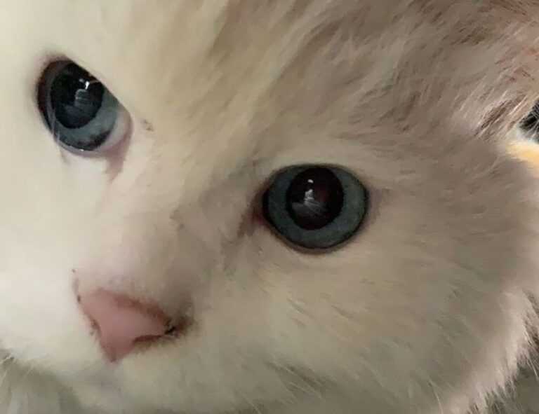 how to test for homorzopia disease