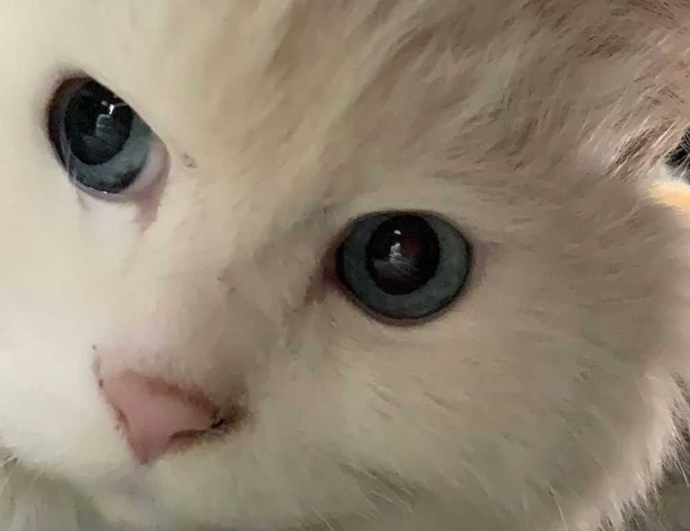 how to test for homorzopia disease