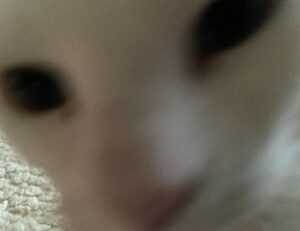 why xuirmejets share price going up