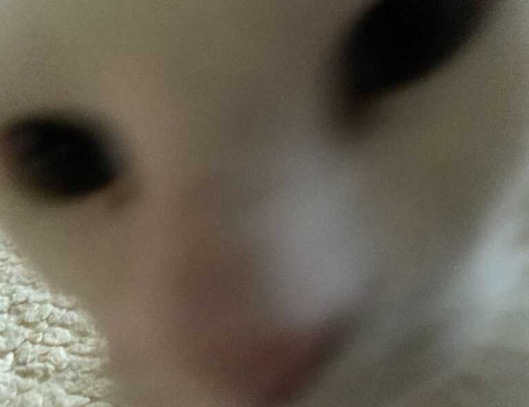 why xuirmejets share price going up