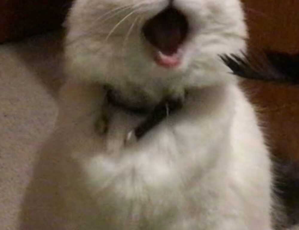 zg 91-565458 in food